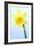 Daffodil (Narcissus Sp.)-Lawrence Lawry-Framed Photographic Print