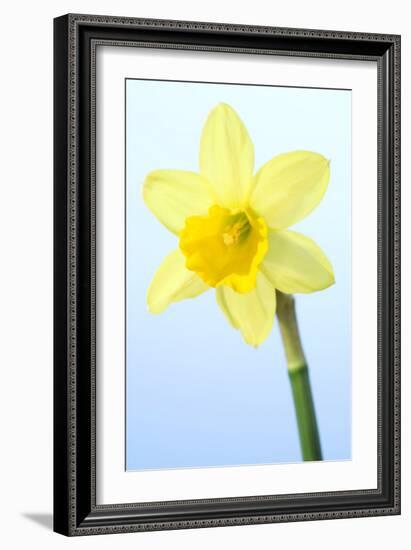 Daffodil (Narcissus Sp.)-Lawrence Lawry-Framed Photographic Print