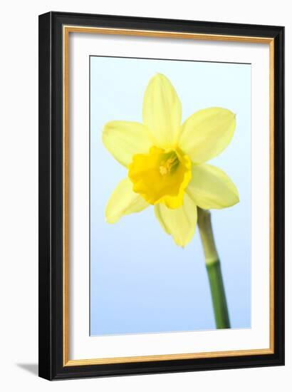 Daffodil (Narcissus Sp.)-Lawrence Lawry-Framed Photographic Print