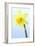 Daffodil (Narcissus Sp.)-Lawrence Lawry-Framed Photographic Print