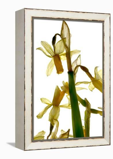 Daffodil Stand-Julia McLemore-Framed Premier Image Canvas