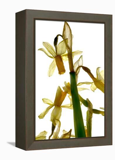 Daffodil Stand-Julia McLemore-Framed Premier Image Canvas