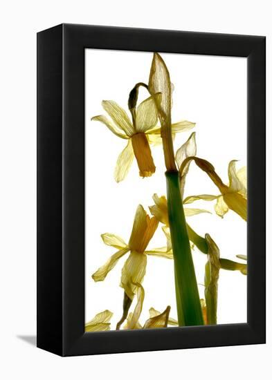 Daffodil Stand-Julia McLemore-Framed Premier Image Canvas