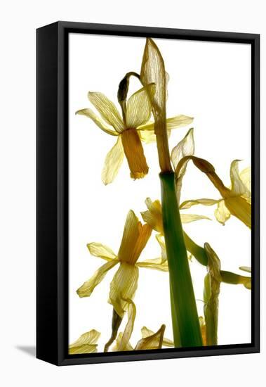 Daffodil Stand-Julia McLemore-Framed Premier Image Canvas