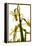 Daffodil Stand-Julia McLemore-Framed Premier Image Canvas