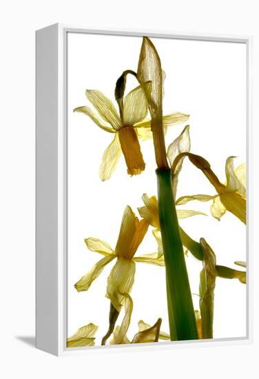 Daffodil Stand-Julia McLemore-Framed Premier Image Canvas