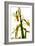 Daffodil Stand-Julia McLemore-Framed Photographic Print