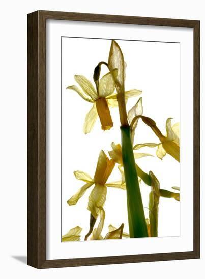 Daffodil Stand-Julia McLemore-Framed Photographic Print