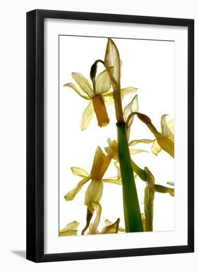 Daffodil Stand-Julia McLemore-Framed Photographic Print