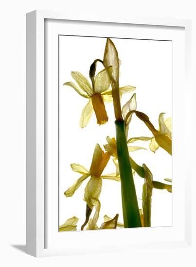 Daffodil Stand-Julia McLemore-Framed Photographic Print