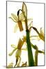 Daffodil Stand-Julia McLemore-Mounted Photographic Print