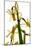Daffodil Stand-Julia McLemore-Mounted Photographic Print