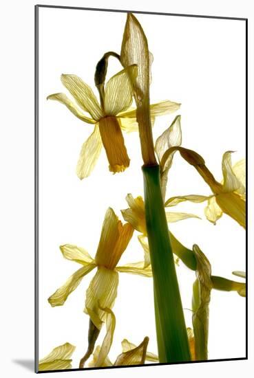 Daffodil Stand-Julia McLemore-Mounted Photographic Print