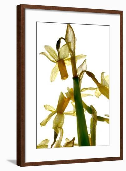 Daffodil Stand-Julia McLemore-Framed Photographic Print