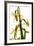 Daffodil Stand-Julia McLemore-Framed Photographic Print