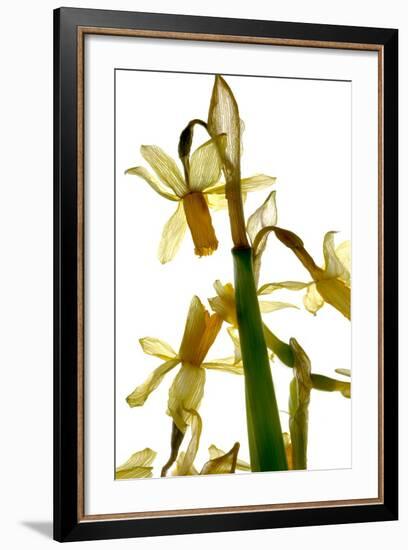 Daffodil Stand-Julia McLemore-Framed Photographic Print