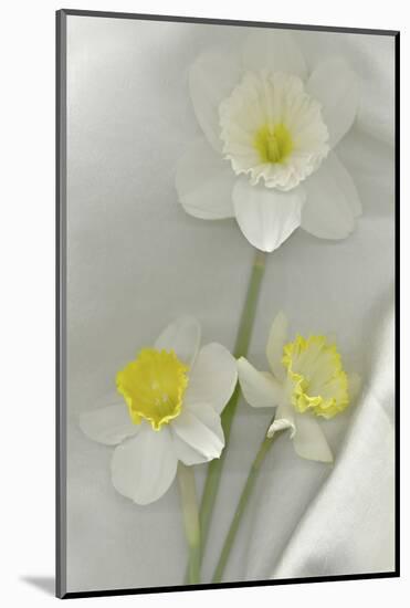 Daffodil Still Life-Anna Miller-Mounted Photographic Print