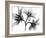 Daffodil Trio-Albert Koetsier-Framed Art Print