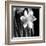 Daffodil-Darlene Shiels-Framed Art Print