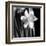 Daffodil-Darlene Shiels-Framed Art Print