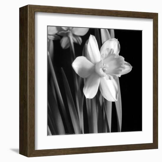 Daffodil-Darlene Shiels-Framed Art Print