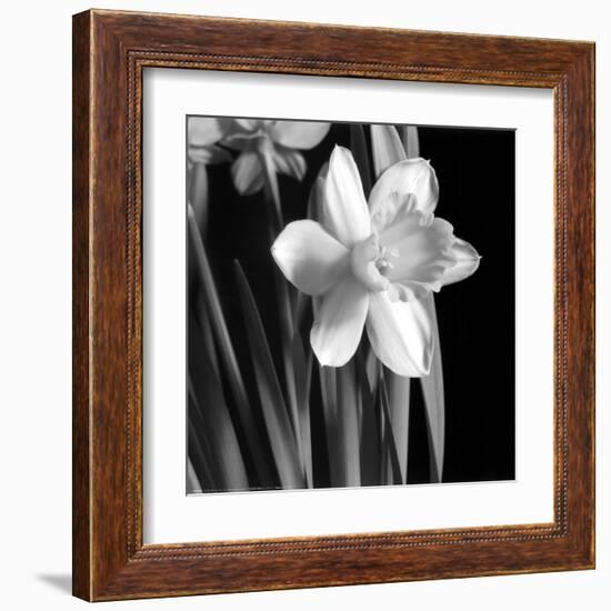 Daffodil-Darlene Shiels-Framed Art Print