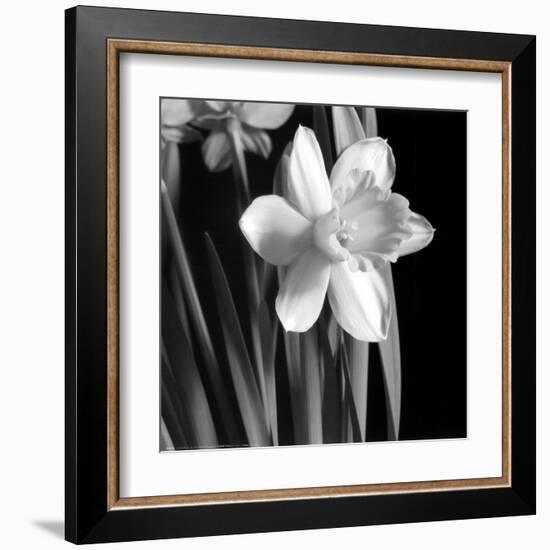 Daffodil-Darlene Shiels-Framed Art Print
