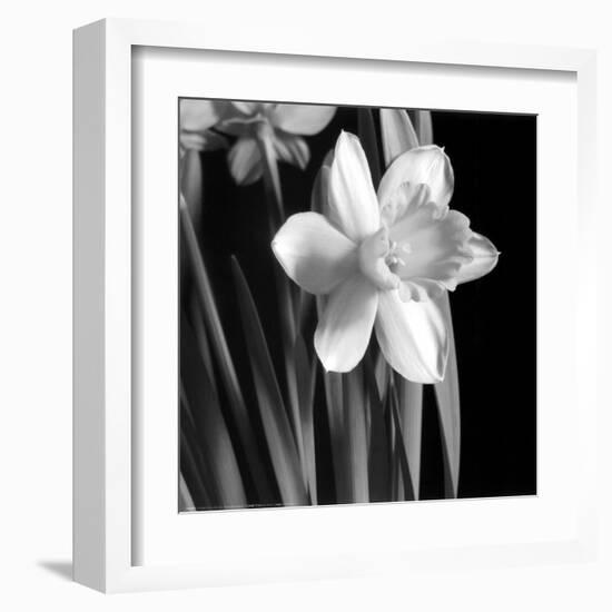 Daffodil-Darlene Shiels-Framed Art Print