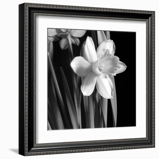 Daffodil-Darlene Shiels-Framed Art Print