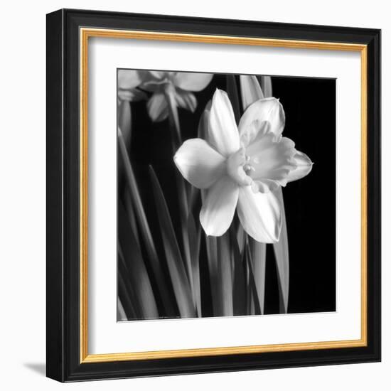 Daffodil-Darlene Shiels-Framed Art Print