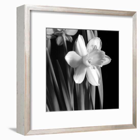 Daffodil-Darlene Shiels-Framed Art Print