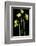 Daffodil-Anna Miller-Framed Photographic Print