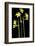 Daffodil-Anna Miller-Framed Photographic Print