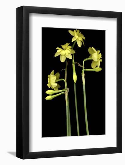 Daffodil-Anna Miller-Framed Photographic Print