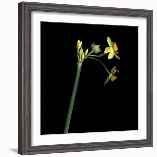 Daffodil-Magda Indigo-Framed Photographic Print