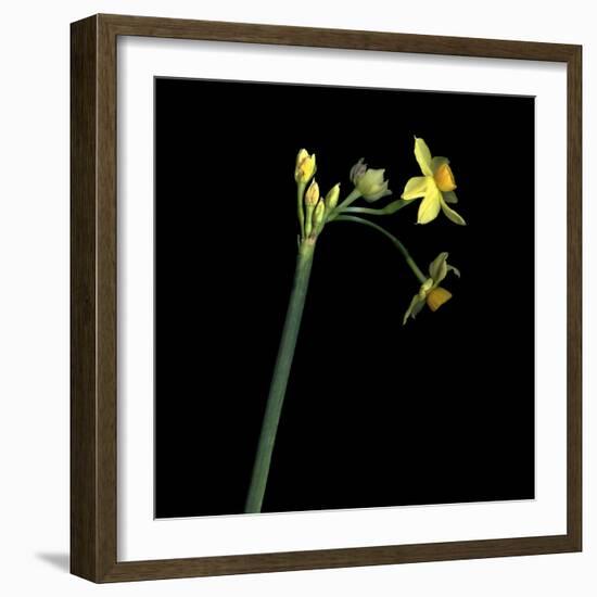 Daffodil-Magda Indigo-Framed Photographic Print