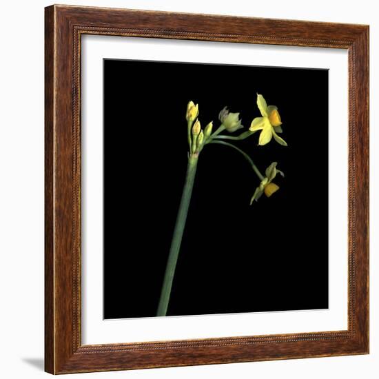 Daffodil-Magda Indigo-Framed Photographic Print