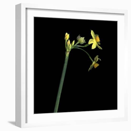 Daffodil-Magda Indigo-Framed Photographic Print