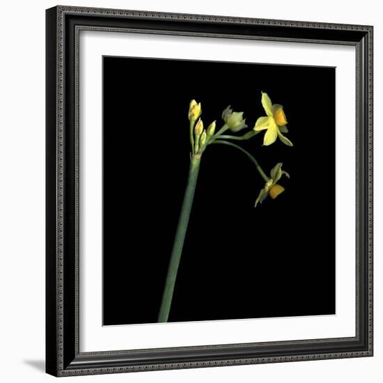 Daffodil-Magda Indigo-Framed Photographic Print