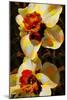 Daffodil-Scott J. Davis-Mounted Giclee Print