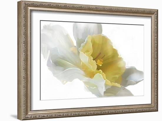 Daffodil-Ruth Day-Framed Giclee Print