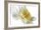 Daffodil-Ruth Day-Framed Giclee Print