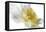 Daffodil-Ruth Day-Framed Premier Image Canvas