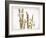 Daffodils a Comparison of Flowers-Zeshin Shibata-Framed Giclee Print