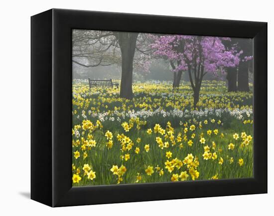 Daffodils and Blossom in Spring, Hampton, Greater London, England, United Kingdom, Europe-Stuart Black-Framed Premier Image Canvas