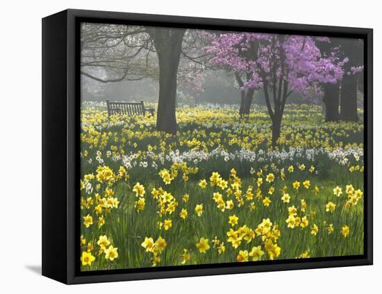 Daffodils and Blossom in Spring, Hampton, Greater London, England, United Kingdom, Europe-Stuart Black-Framed Premier Image Canvas