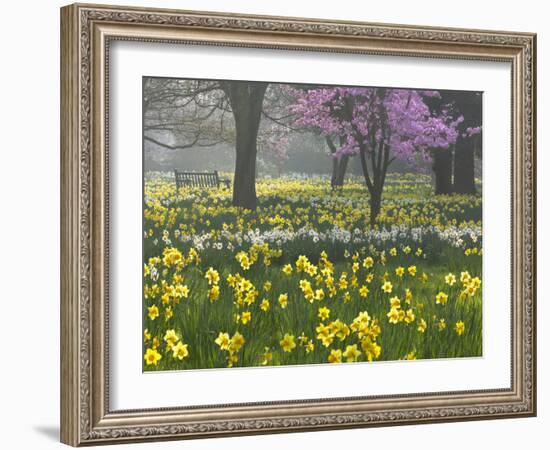 Daffodils and Blossom in Spring, Hampton, Greater London, England, United Kingdom, Europe-Stuart Black-Framed Photographic Print