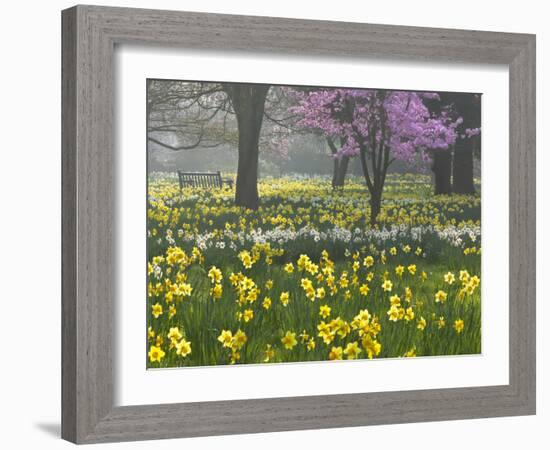 Daffodils and Blossom in Spring, Hampton, Greater London, England, United Kingdom, Europe-Stuart Black-Framed Photographic Print