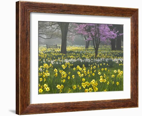 Daffodils and Blossom in Spring, Hampton, Greater London, England, United Kingdom, Europe-Stuart Black-Framed Photographic Print