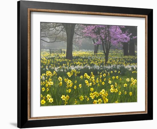 Daffodils and Blossom in Spring, Hampton, Greater London, England, United Kingdom, Europe-Stuart Black-Framed Photographic Print